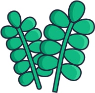 Feuille
